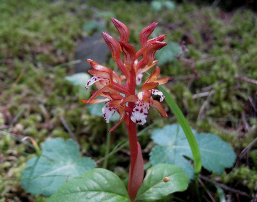 Corallorhiza