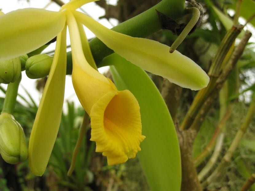 Vainilla