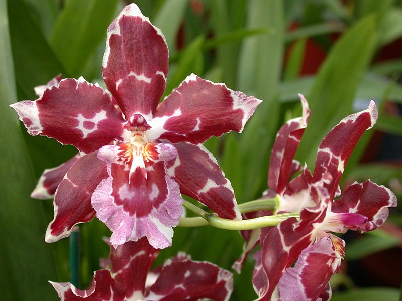 Odontoglossum bictoniense clarete