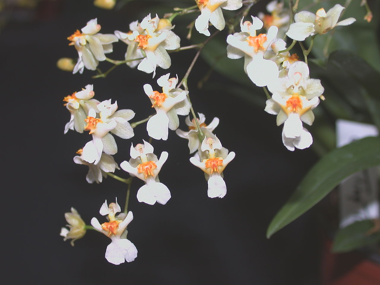 El Oncidium es una planta muy bonita
