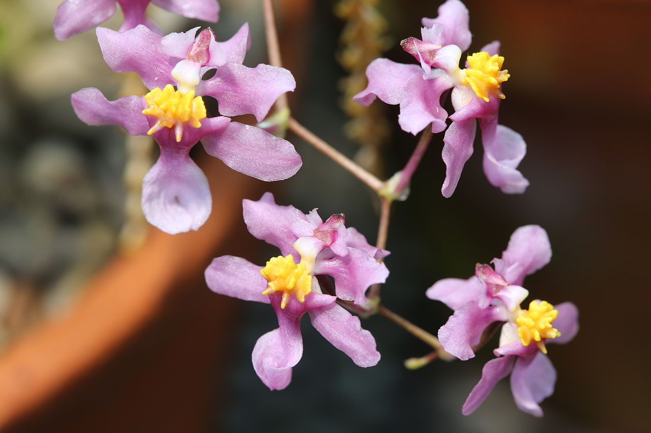 Los Oncidium producen flores pequeñas