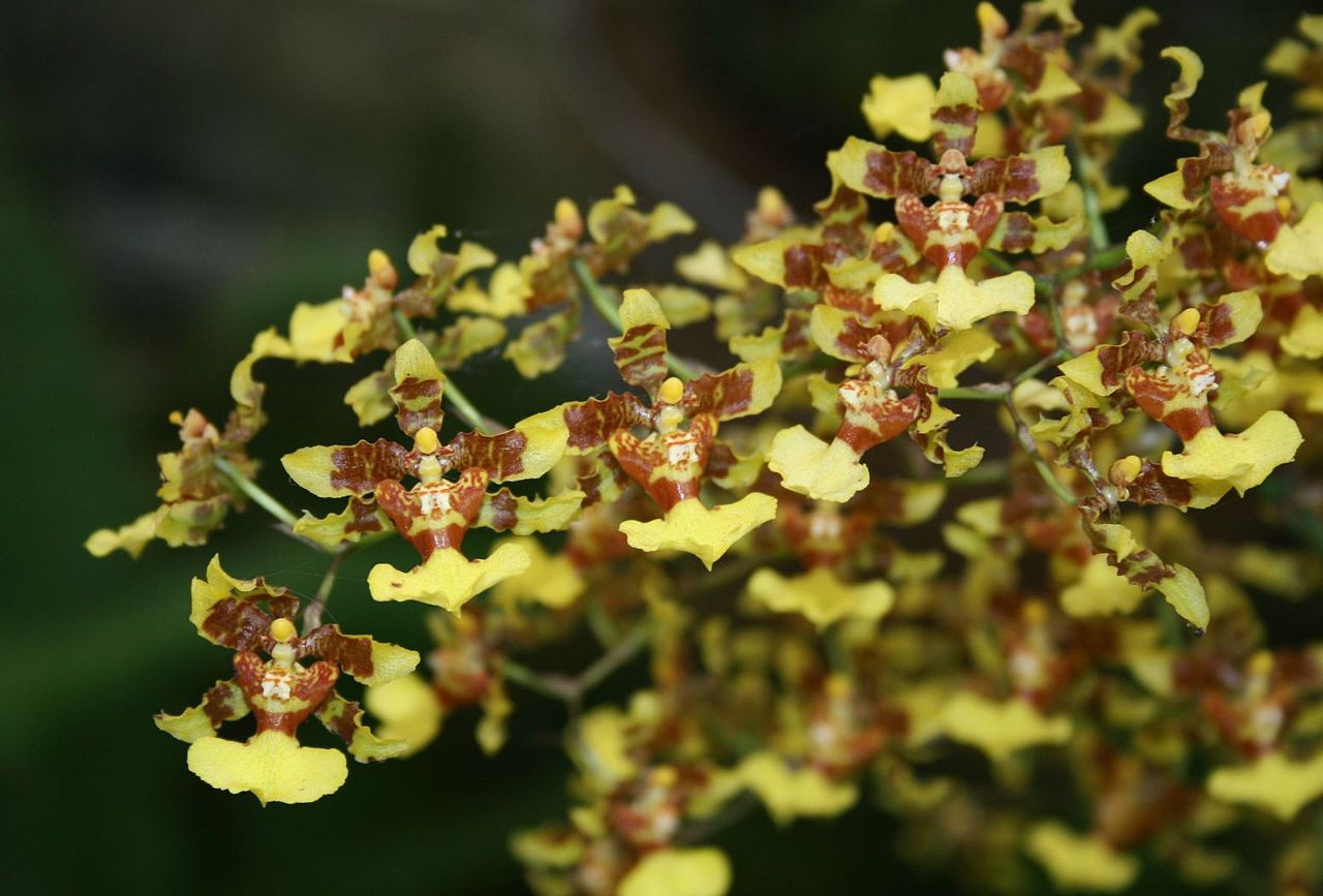 Las orquídeas Oncidium son tropicales