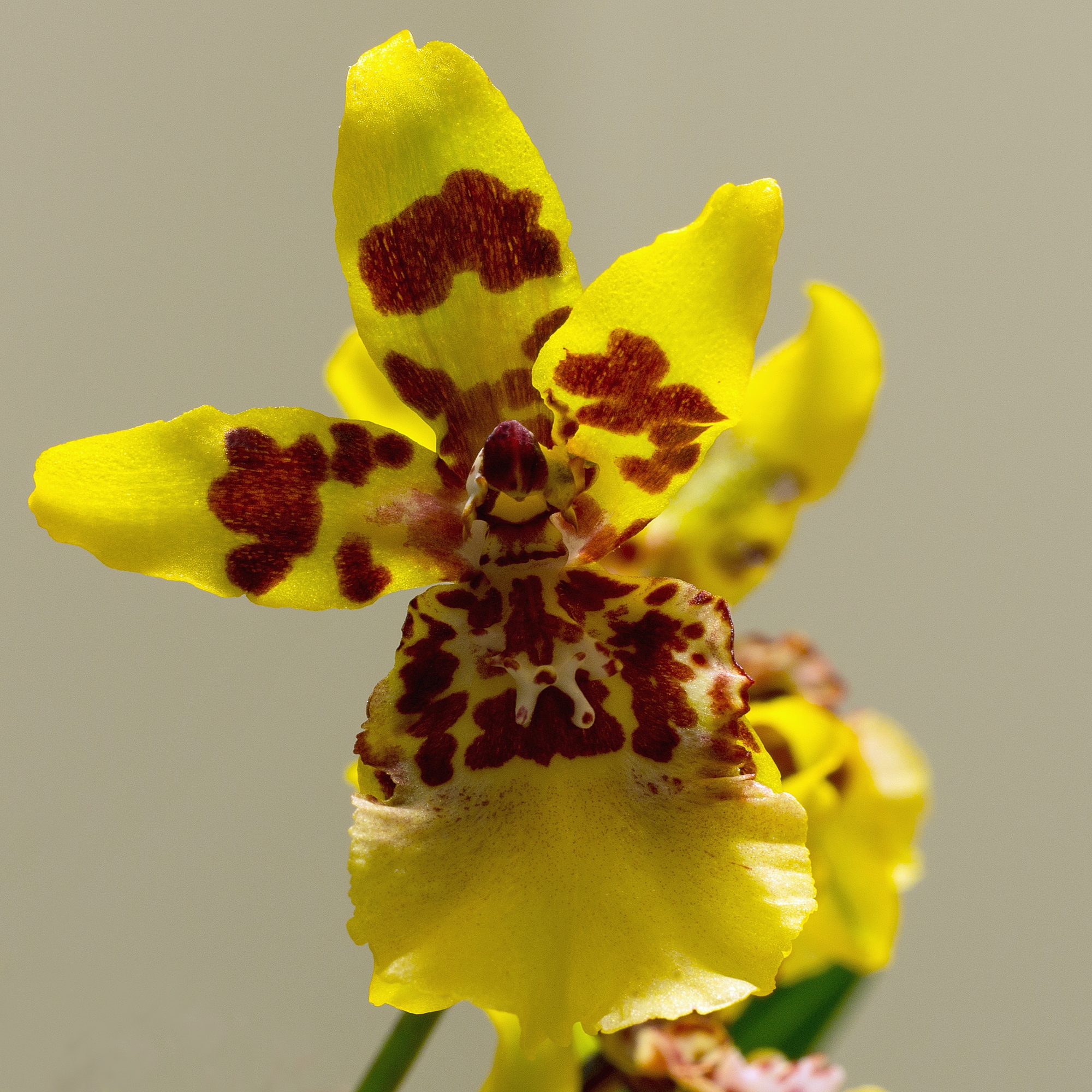 El Oncidium es una orquídea epífita