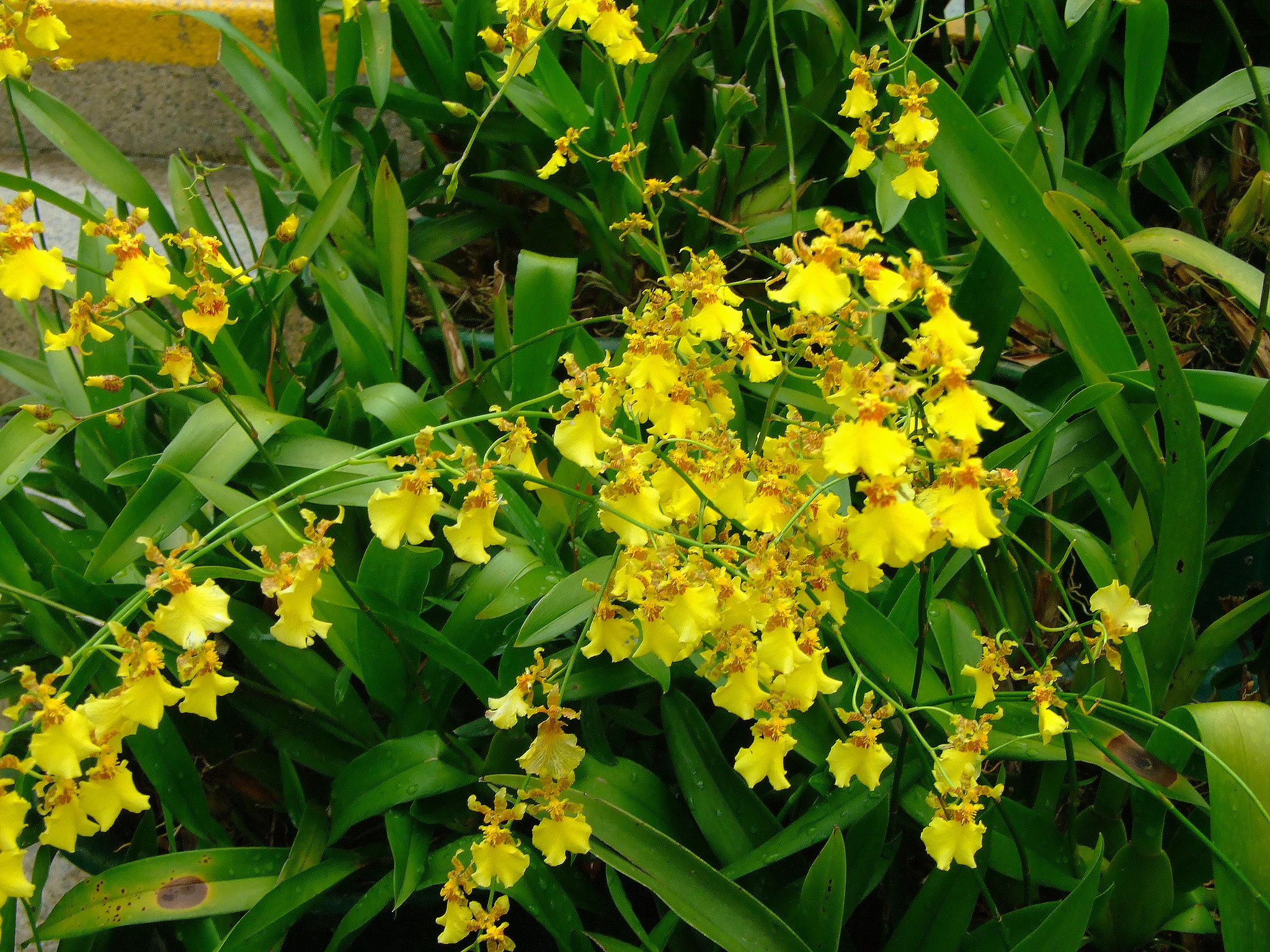 El Oncidium flexuosum produce flores amarillas
