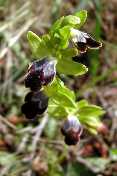 Flor de Ophrys fusca