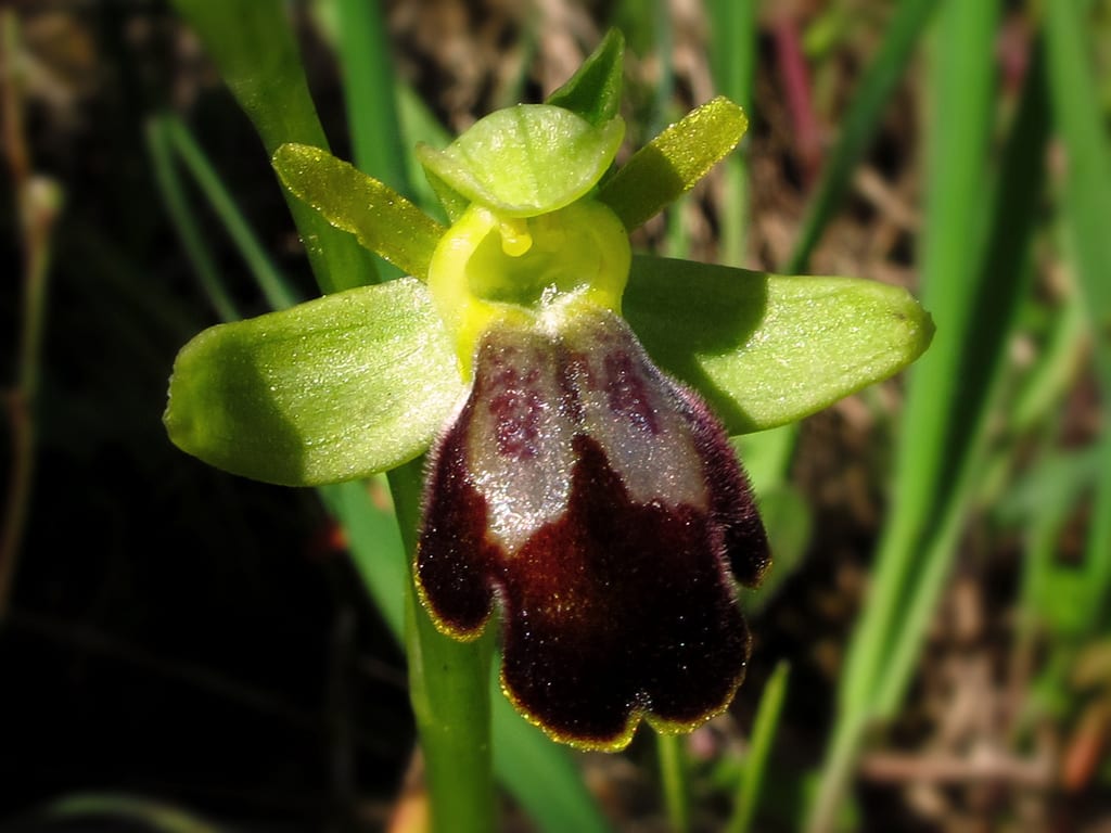 Ophrys fusca, la abejera oscura de los pastizales