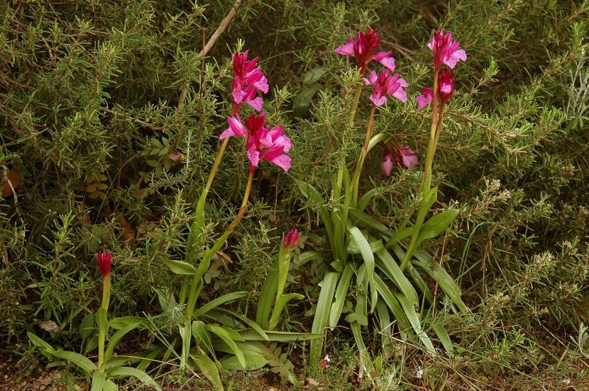 Orchis papilionacea en hábitat
