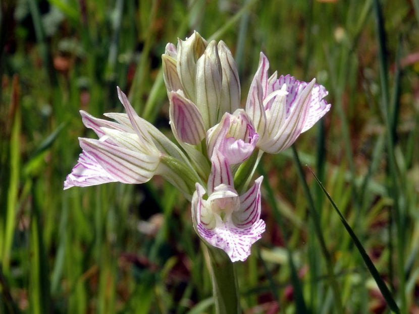 Flor de Orchis papilionacea
