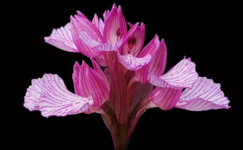 Flor de la Orchis papilionacea