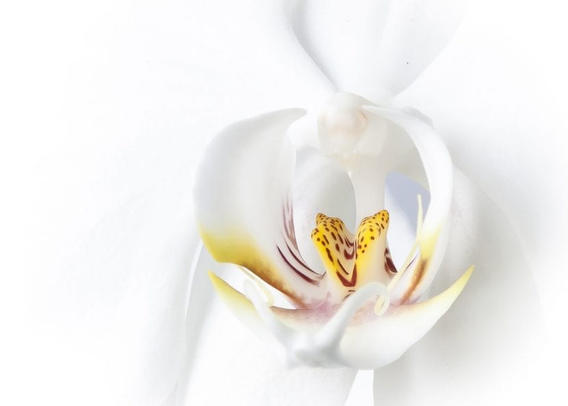 La flor de la orquídea blanca es muy bonita