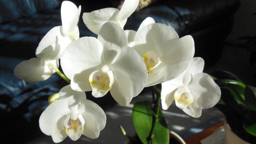 La planta Phalaenopsis produce flores que pueden ser blancas