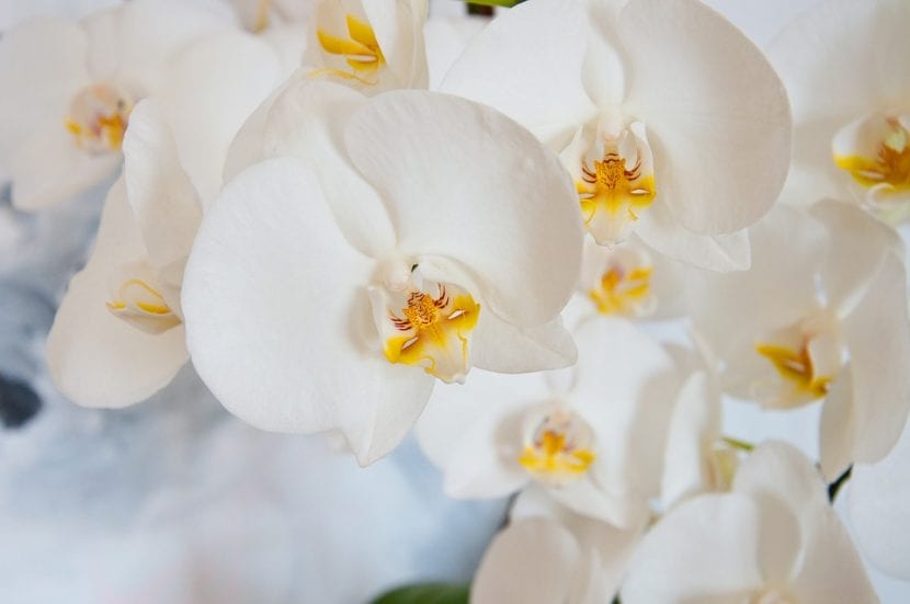 La orquídea blanca es una planta muy bonita
