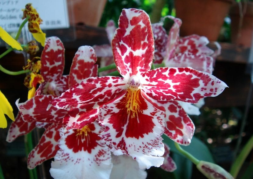Cambria en flor