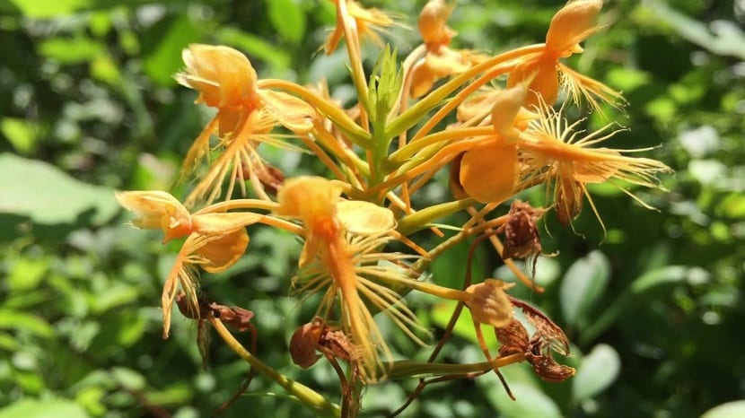 La Palanthera ciliaris es una planta perenne o epífita