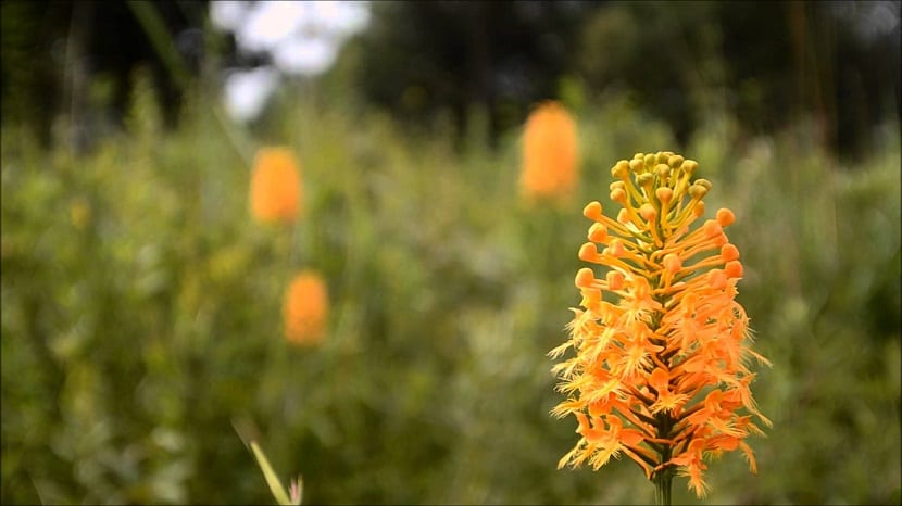 Platanthera ciliaris, la orquídea naranja de flecos