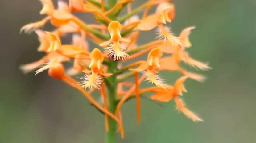 Consejos para disfrutar de la Palanthera ciliaris