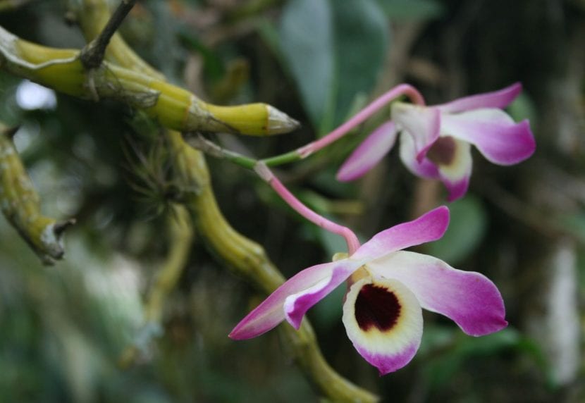 La orquídea Dendrobium nobile en flor