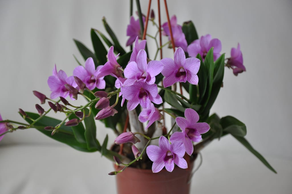 Dendrobium: cuidados, reposo invernal y floración