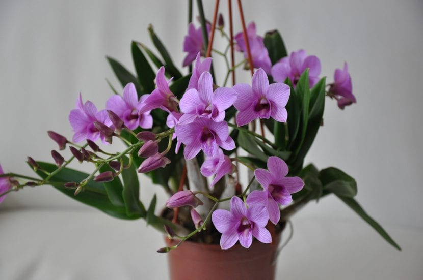 Dendrobium en maceta