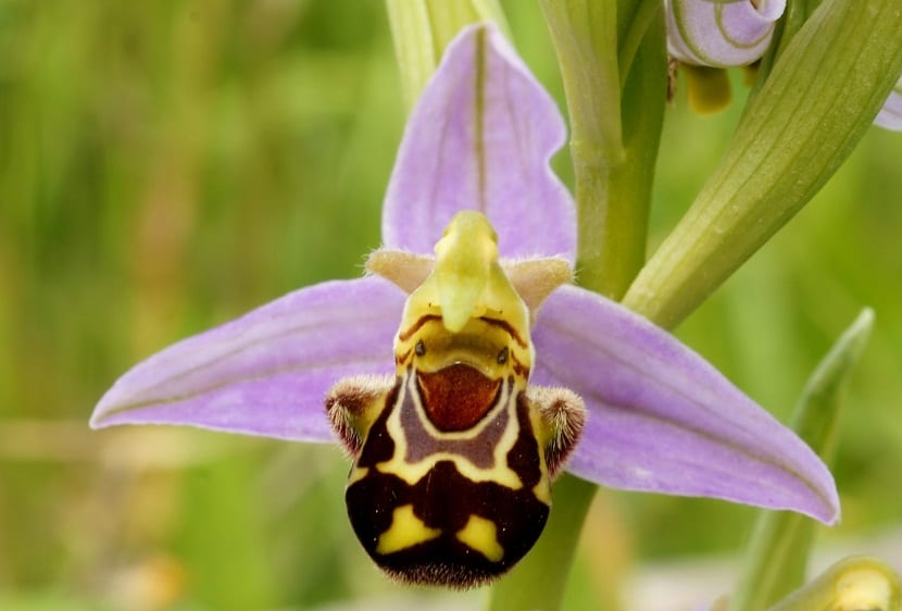 imagen orquidea de cerca parecida a una abeja