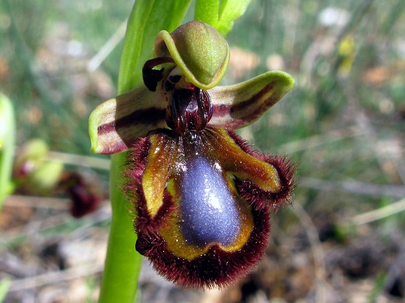 orquidea parecida a insecto llamada espejo de venus