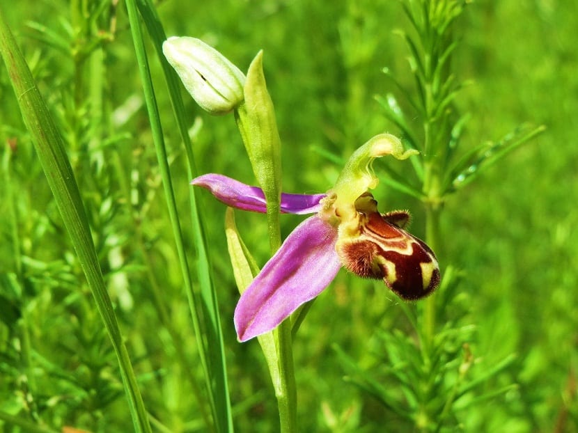 una orquidea con petalos rosas que parece una abeja