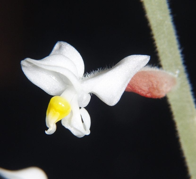 Ludisia discolor en flor