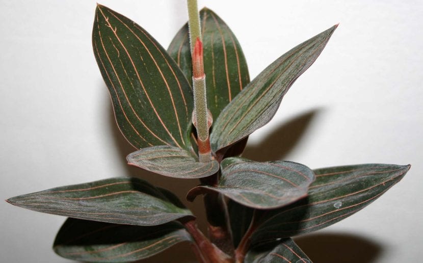 Planta de la Ludisia discolor