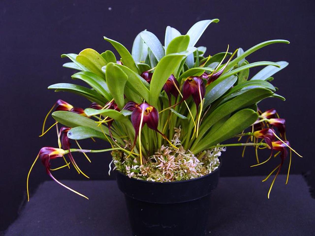 Orquídea negra: qué especies son y cómo se cultivan