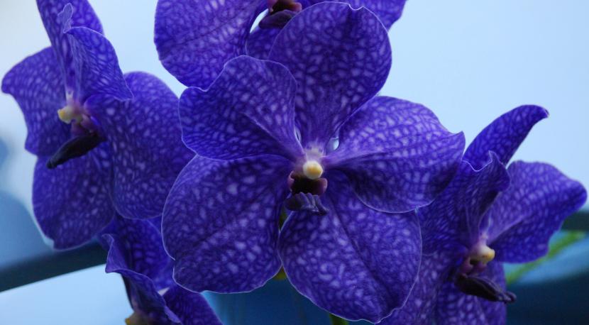 Vanda 'Pachara Delight'