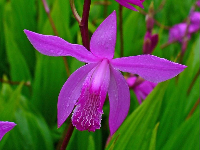 Orquídeas terrestres para jardín y maceta en España
