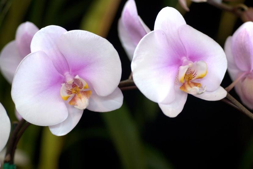 Se le caen las flores a la orquídea: causas y solución