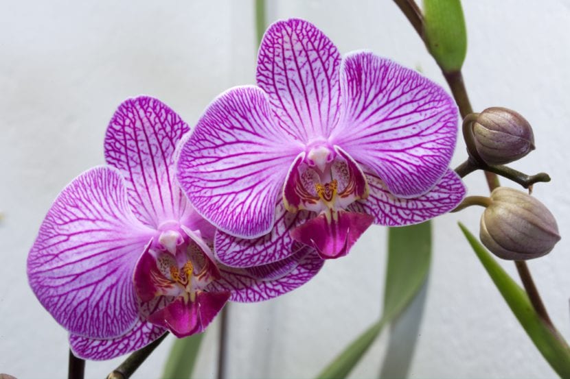 Phalaenopsis en flor
