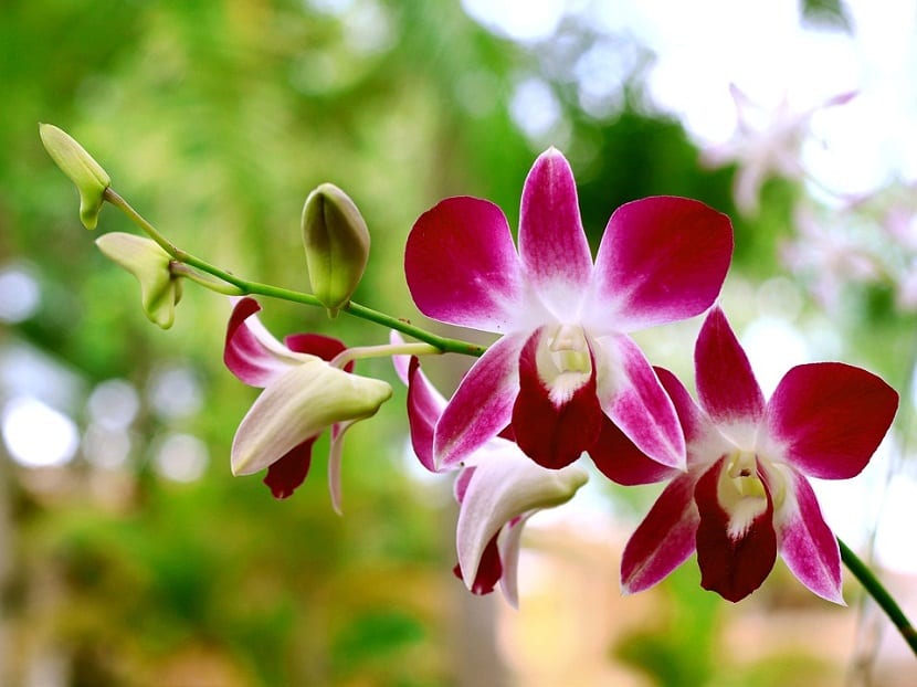 Regar orquídeas con hielo: qué dicen los ensayos