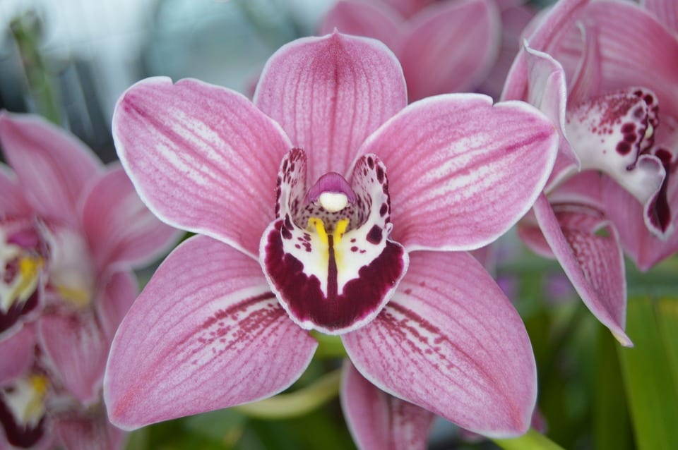 Cómo regar una orquídea: frecuencia, agua y método