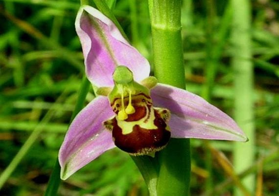 Orquídea abeja
