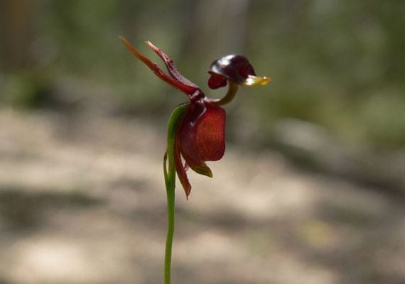 Orquídea con forma de pato