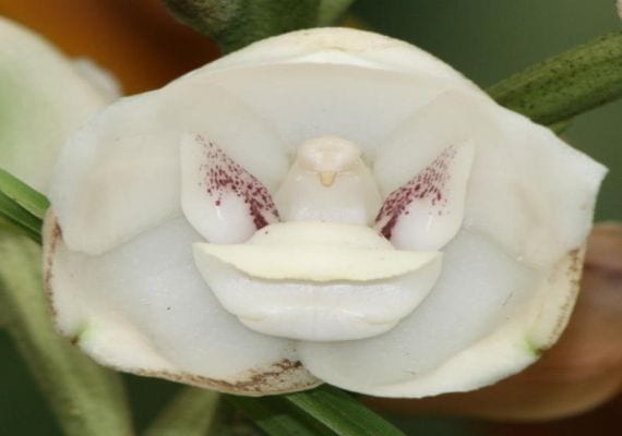 Orquídea paloma