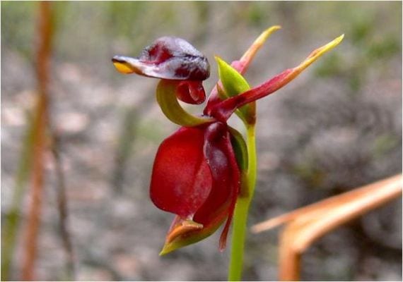 Orquídea pato