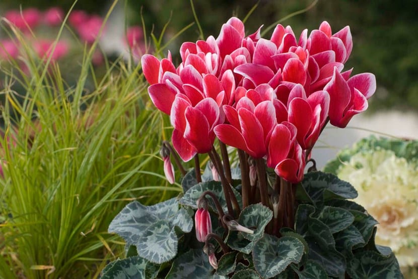 Plantas ornamentales para el jardín: guía de elección