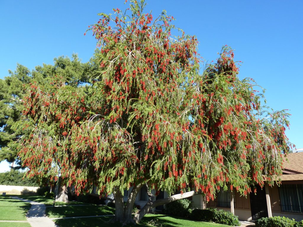 El Callistemon viminalis es un árbol perenne