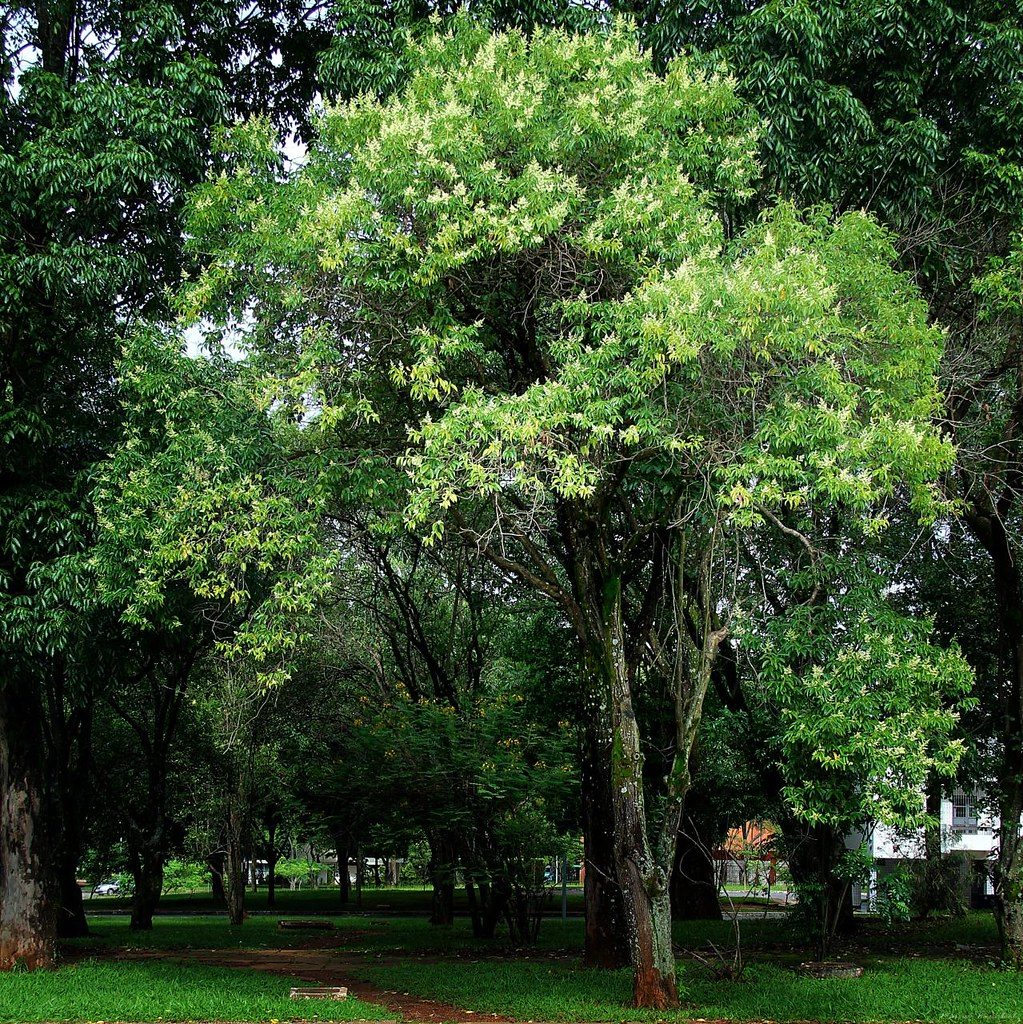 El Ligustrum lucidum es un árbol perenne
