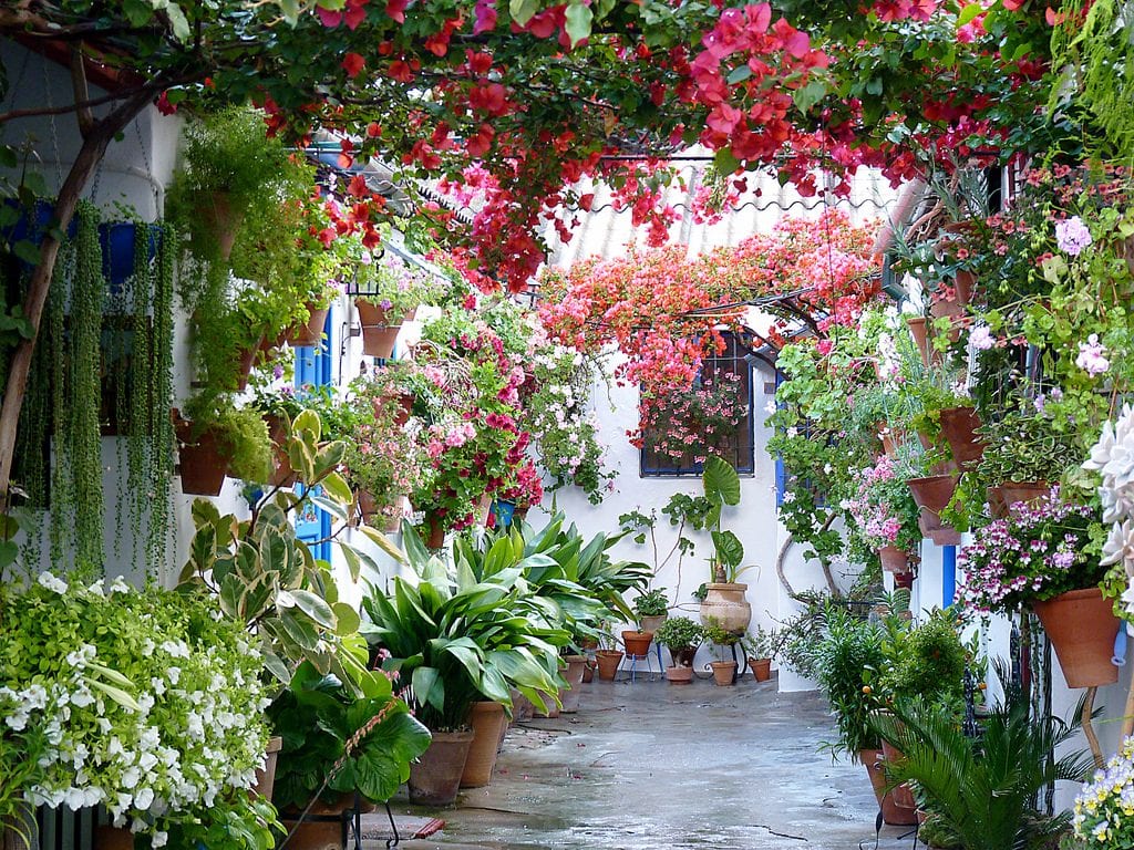 Plantas en patio