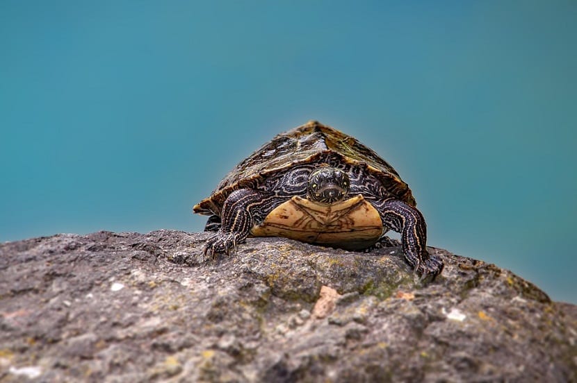 Conocer la especie de la tortuga y sus caracteristicas