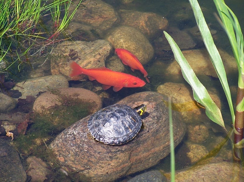 estanque de tortugas con peces