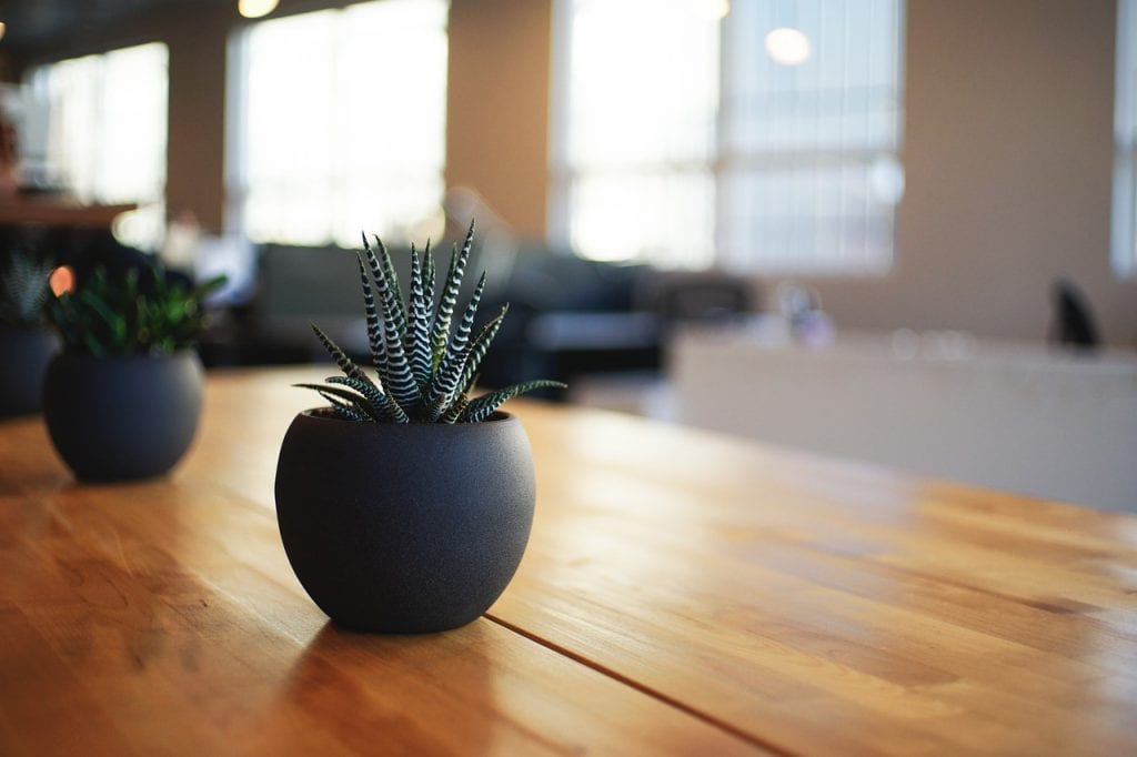 haworthia-en-maceta