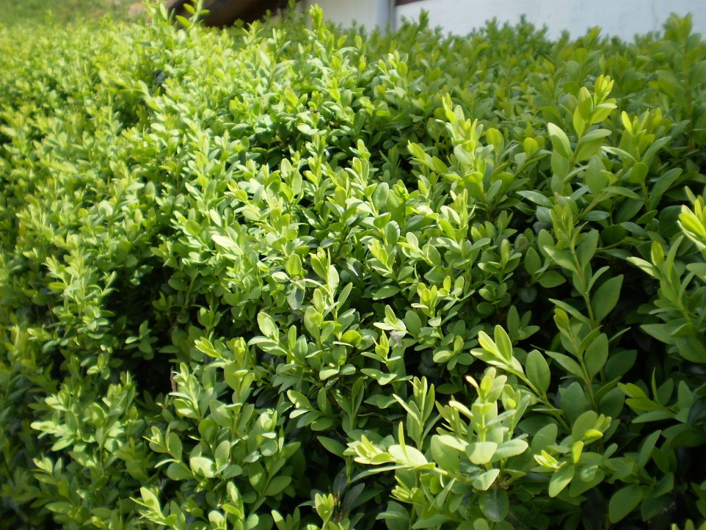 Vista del Buxus sempervirens