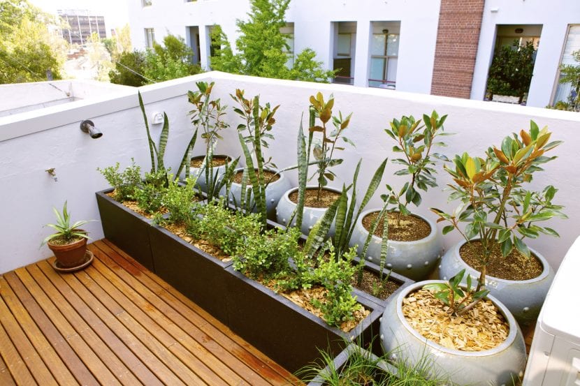 Azotea con plantas en maceta