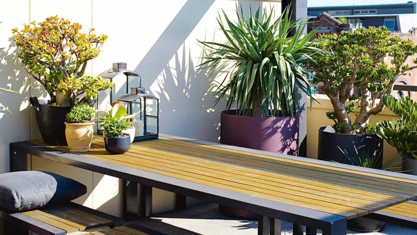 Plantas para azotea