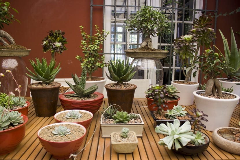 tipos de plantas de exterior